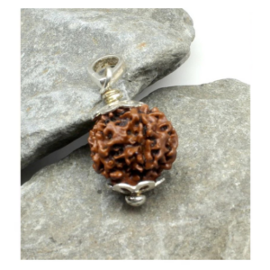 Holy Rudraksha