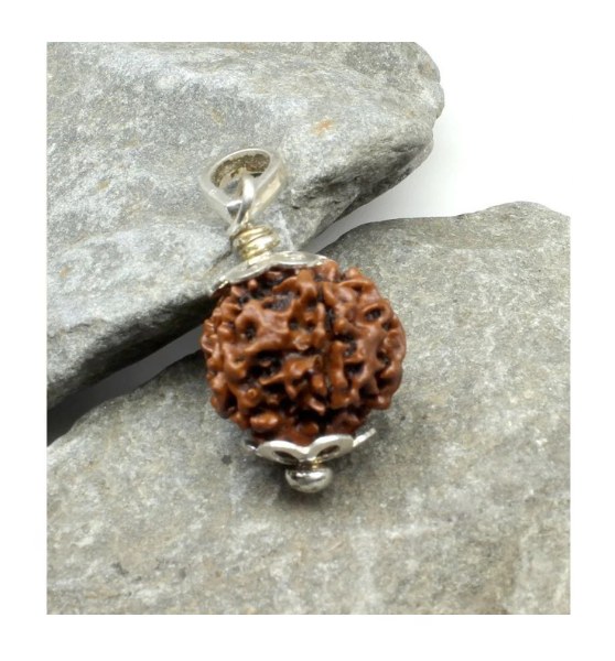 Holy Rudraksha